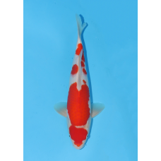 KV.16 KOHAKU
